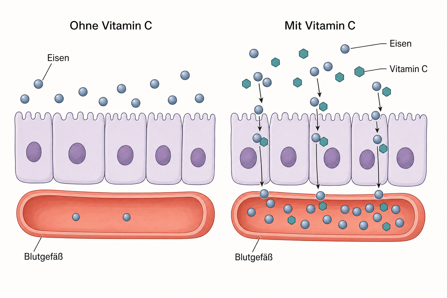 Zwei Zellschicht-Querschnitte nebeneinander: Ohne Vitamin C bleiben die Eisenpartikel über den Zellen liegen, mit Vitamin C gelangen sie durch die Zellschicht bis ins Blutgefäß.