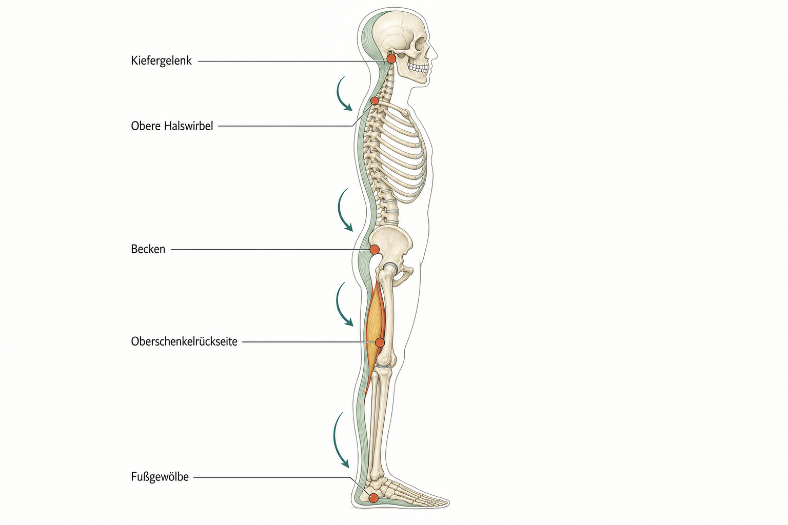 Schema eines Skeletts in Seitenansicht mit einer terrakottafarbenen Kette vom Kiefergelenk über die oberen Halswirbel und das Becken zur Oberschenkelrückseite bis zum abgeflachten Fußgewölbe