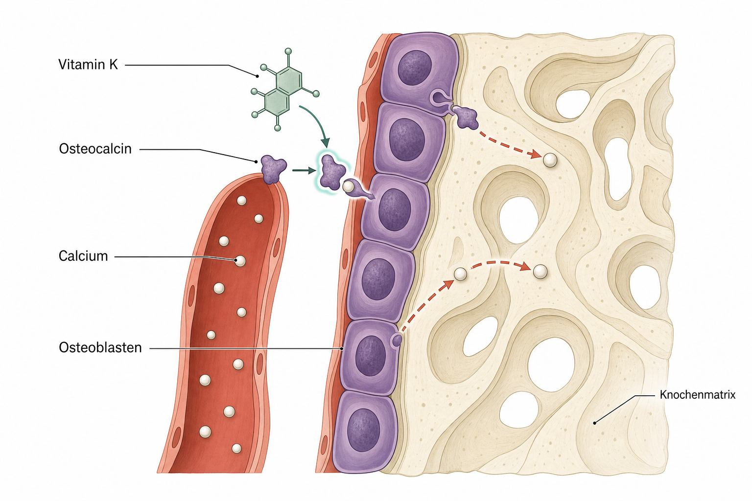 Gewebeschnitt an der Knochenoberfläche, in dem Vitamin K das Protein Osteocalcin aktiviert und dieses Calcium aus einer Kapillare in die Knochenmatrix trägt