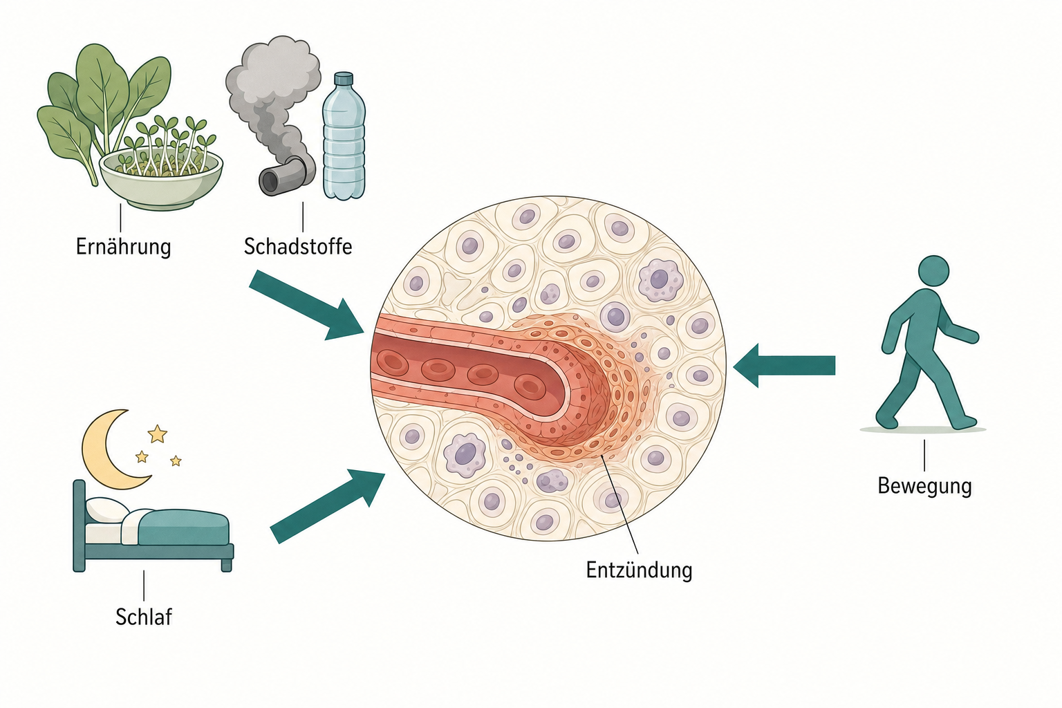 Schema mit drei Pfeilen von Ernährung und Schadstoffen, Schlaf und Bewegung auf ein Gewebestück mit gereizter Gefäßwand