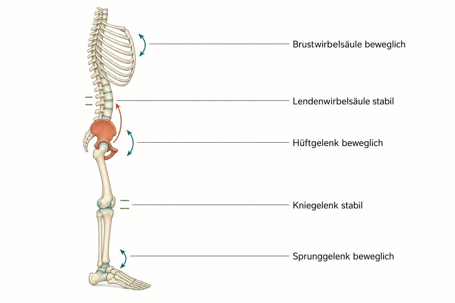 Lehrbuchschema eines Skeletts von der Seite mit fünf markierten Gelenketagen, bewegliche Etagen mit Doppelpfeilen, stabile mit Klammern, das Hüftgelenk in Terrakotta hervorgehoben