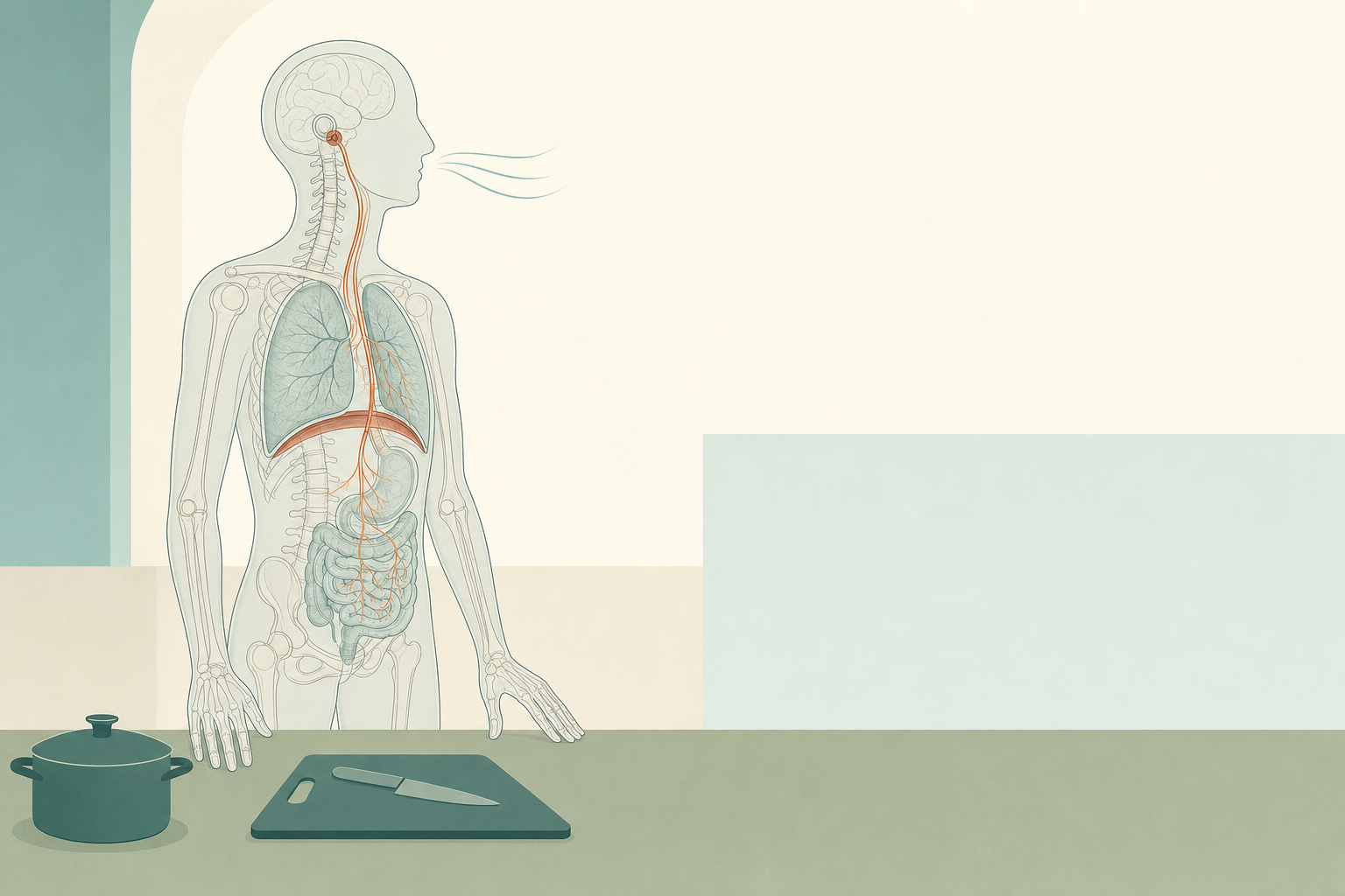 Wissenschaftliche Grafikfigur mit durchscheinendem Skelett atmet ruhig an einer Küchenarbeitsfläche, der Vagusnerv ist als terrakottafarbene Linie von Kopf bis Bauch eingezeichnet