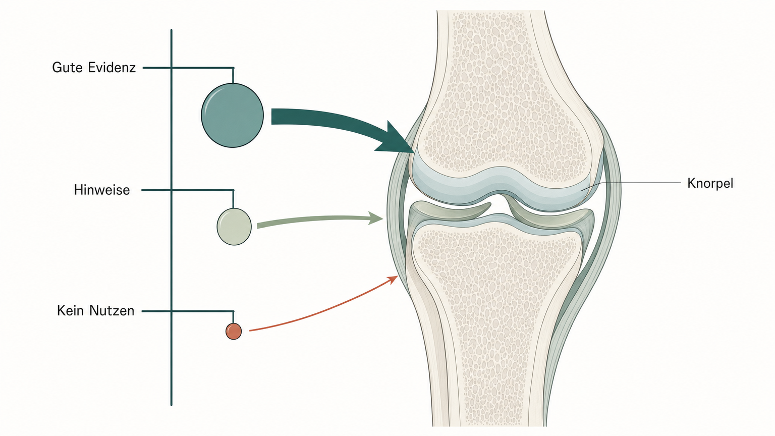 Schematische Illustration einer Evidenzskala für Supplemente mit Pfeilen zum Gelenkknorpel