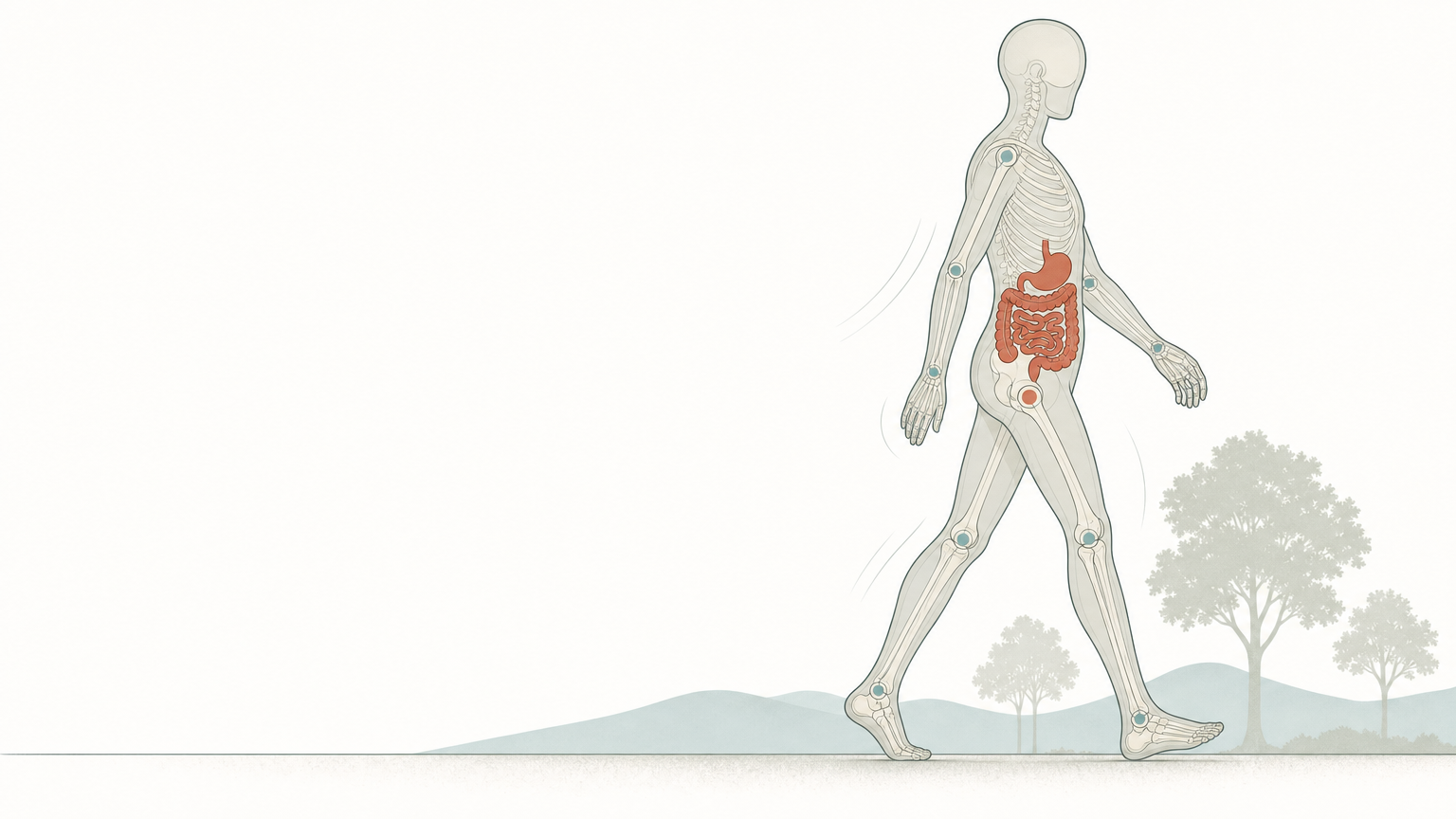 Wissenschaftliche Grafikfigur im Gehschritt mit durchscheinendem Skelett, im Bauchraum ist der Verdauungstrakt terrakottafarben hervorgehoben, dahinter flache Baumsilhouetten