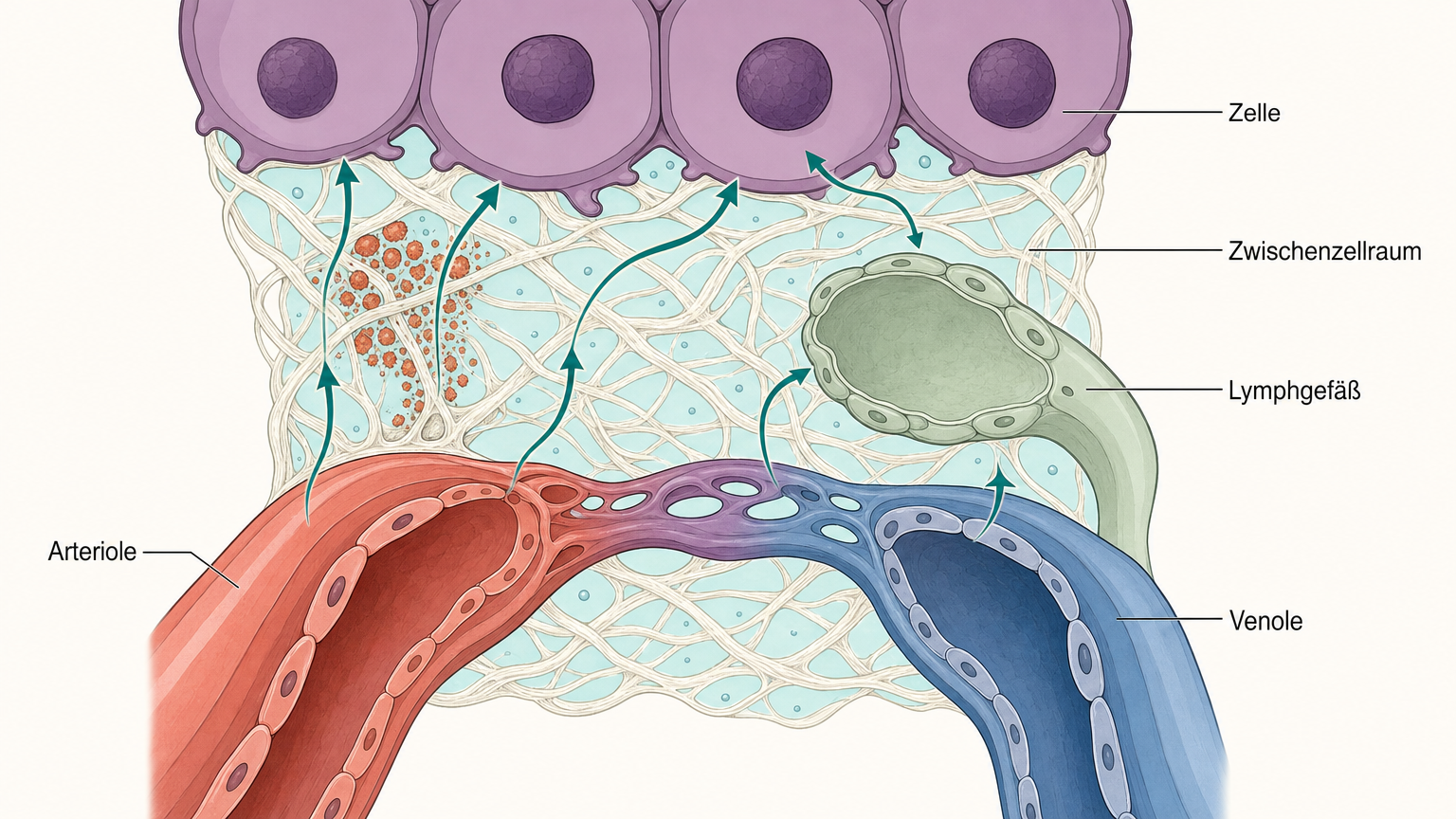 Schnittbild durch Bindegewebe: zwischen einer Blutkapillare, einem Lymphgefäß und einem Zellverband liegt ein Netz aus Fasern und Gewebsflüssigkeit, in einer Ecke terrakottafarbene Ablagerungen