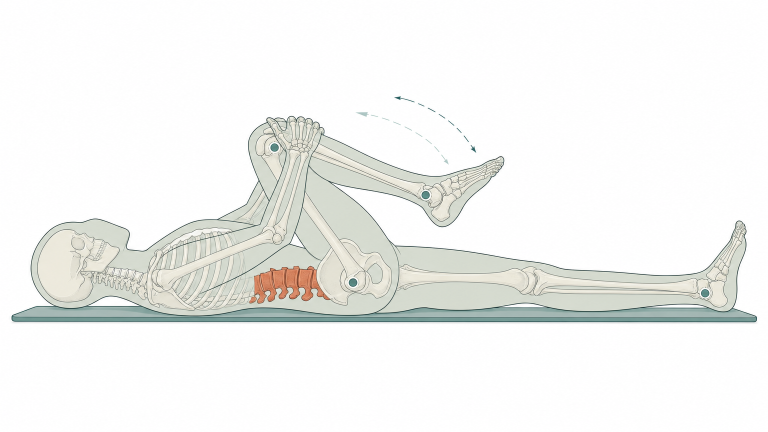 Wissenschaftliche Grafikfigur in Rückenlage zieht ein Knie zur Brust, das Skelett scheint durch und die Lendenwirbelsäule ist terrakottafarben markiert