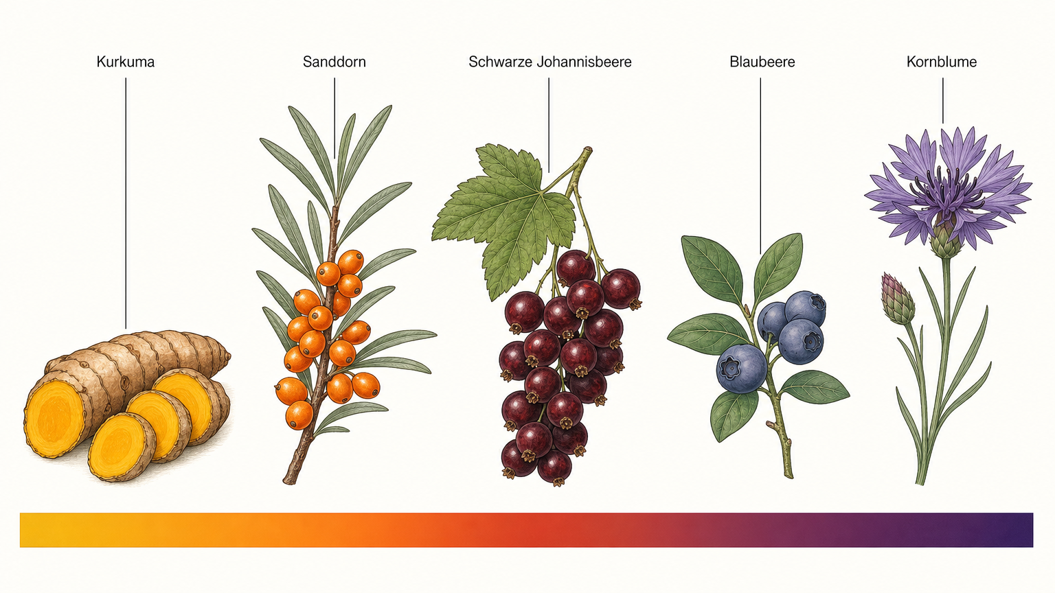 Botanische Tafel mit Kurkumawurzel, Sanddornzweig, Schwarzen Johannisbeeren, Blaubeeren und Kornblume in einer Farbreihe von Gelb bis Violett über einem durchgehenden Farbband
