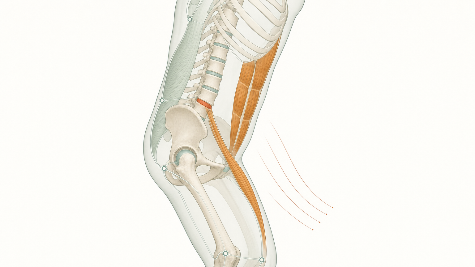 Wissenschaftliche Grafikfigur von der Seite mit durchscheinendem Skelett, verkürztem Hüftbeuger und Bauchmuskulatur vorn, gespannter Lendenfaszie hinten und terrakottafarben markiertem unterem Lendenwirbelsegment